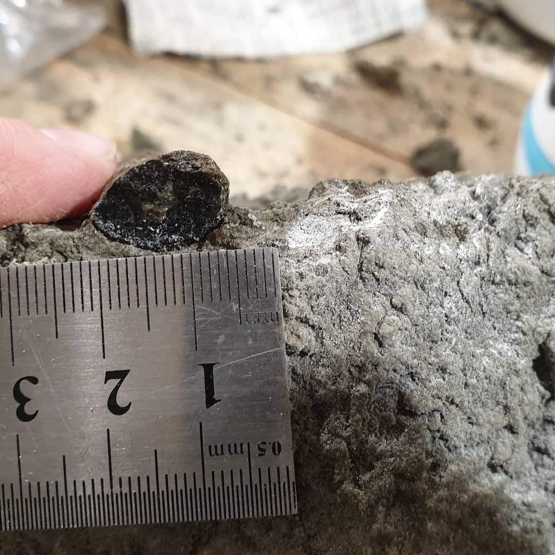 Update: might be something like a Protosphyraena rostrum 😃🐟

A quick fossil prep of a bit of Cretaceous bone this evening. I thought it was a bit of rib at first but the taper doesn't look quite right 🤔 

Let me know if you recognize it. The cross section shows some really thick walls as well.

             
