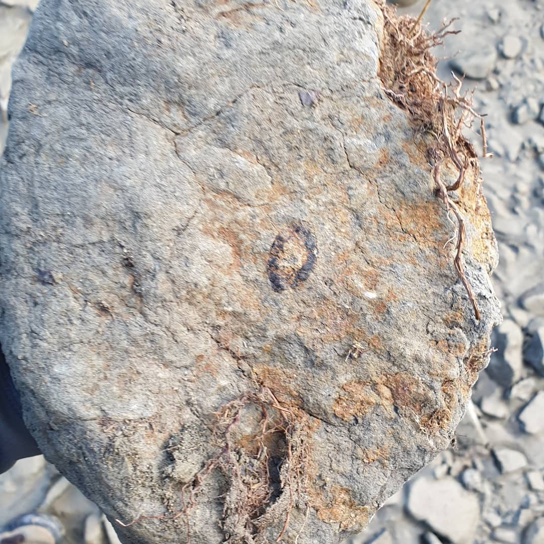 Update: might be something like a Protosphyraena rostrum 😃🐟

A quick fossil prep of a bit of Cretaceous bone this evening. I thought it was a bit of rib at first but the taper doesn't look quite right 🤔 

Let me know if you recognize it. The cross section shows some really thick walls as well.

             