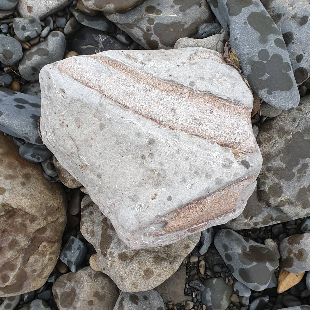 A chunky bone block I found today while I was out exploring a new area a bit more south of me. Not sure of the age but I'm 90% sure it's late Miocene or younger. Perhaps cetacean bones? 

            