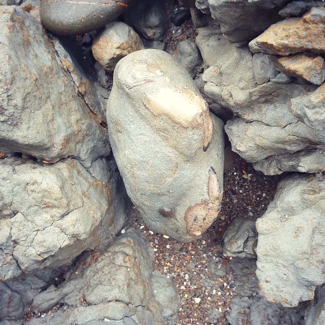 Look what I found hiding in amongst the rocks, I thinks its a tiny Metacarcinus novaezelandiae crab. Just the claws are exposed and a tiny bit of the carapace so it should be a beauty once prepped.

           
