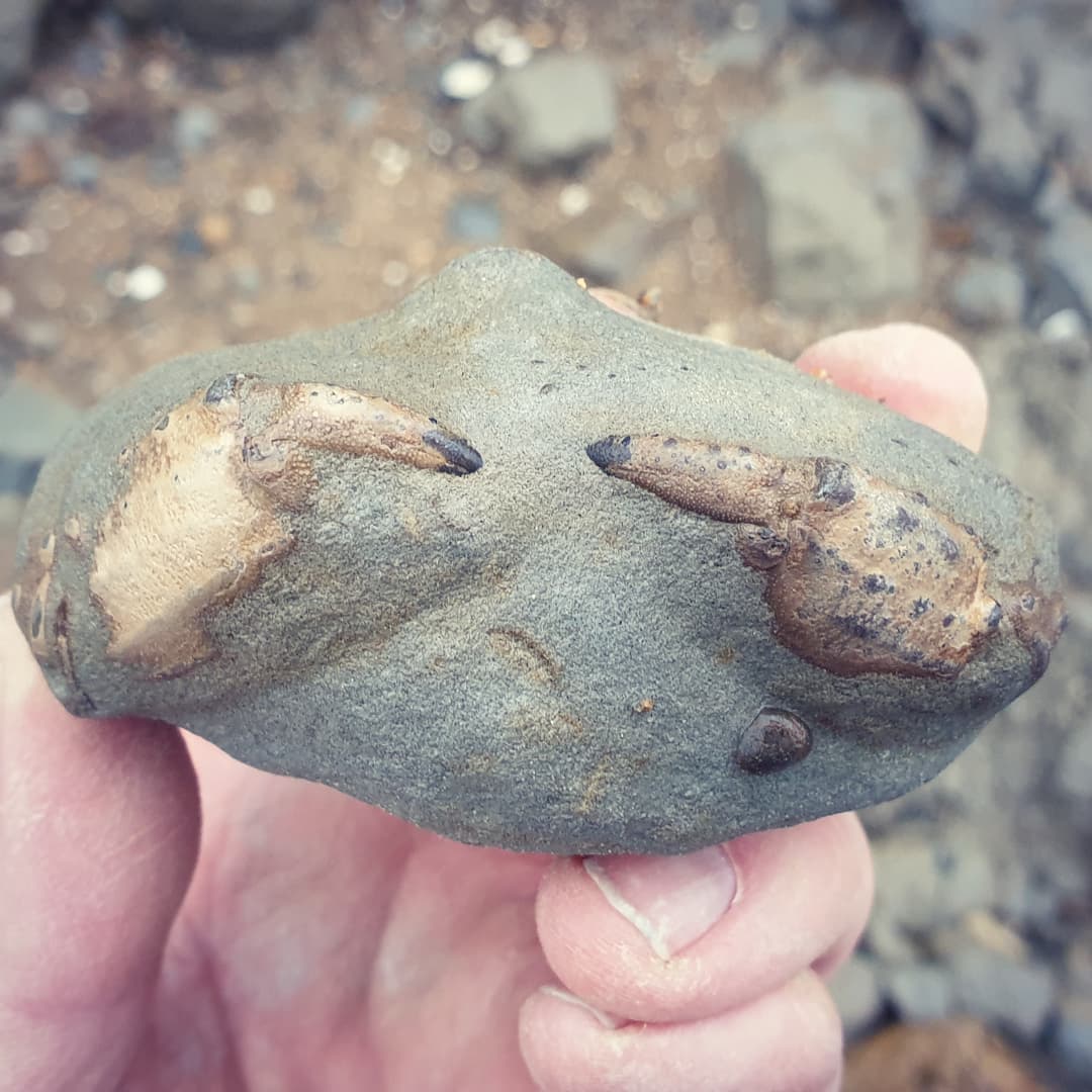 Look what I found hiding in amongst the rocks, I thinks its a tiny Metacarcinus novaezelandiae crab. Just the claws are exposed and a tiny bit of the carapace so it should be a beauty once prepped.

           