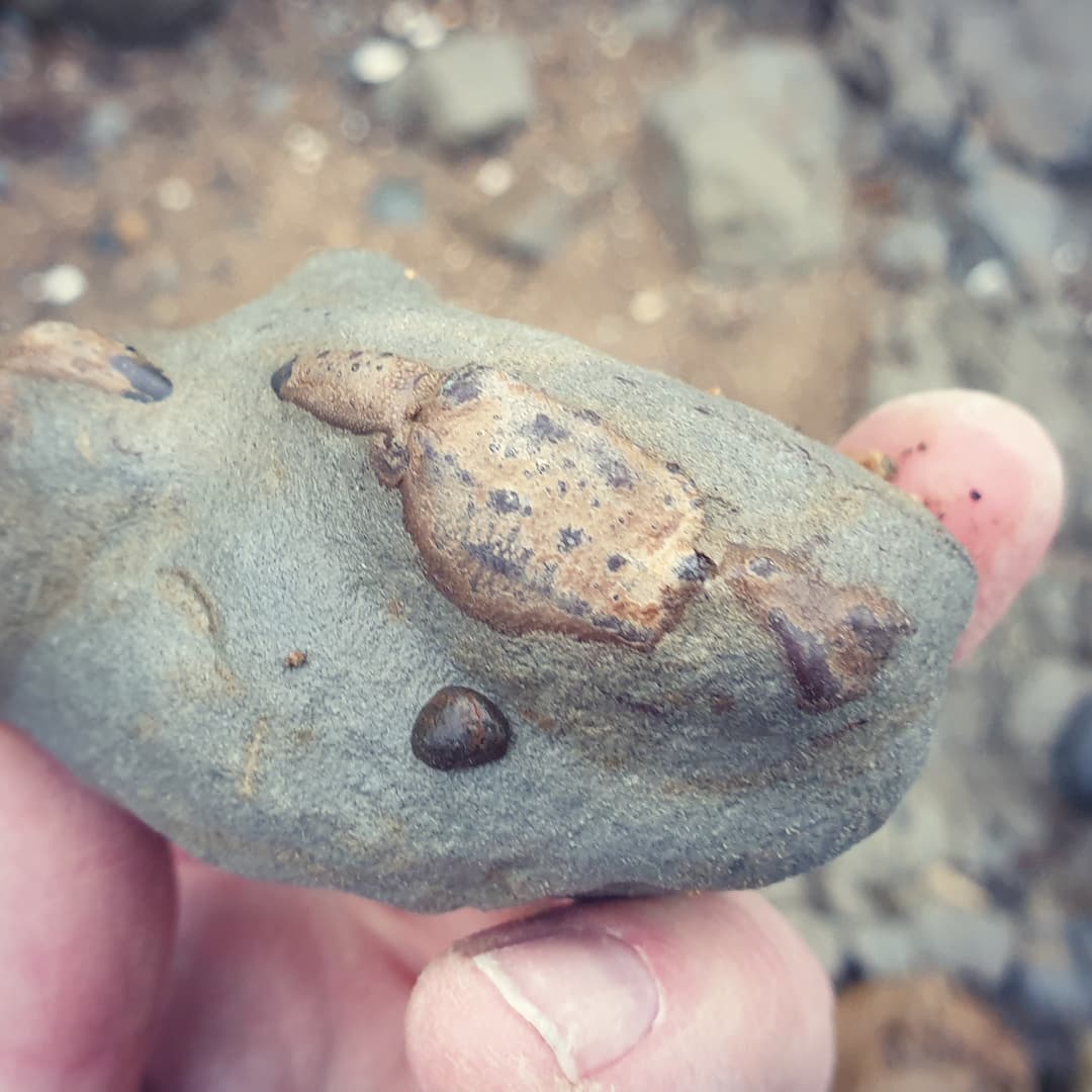 Look what I found hiding in amongst the rocks, I thinks its a tiny Metacarcinus novaezelandiae crab. Just the claws are exposed and a tiny bit of the carapace so it should be a beauty once prepped.

           