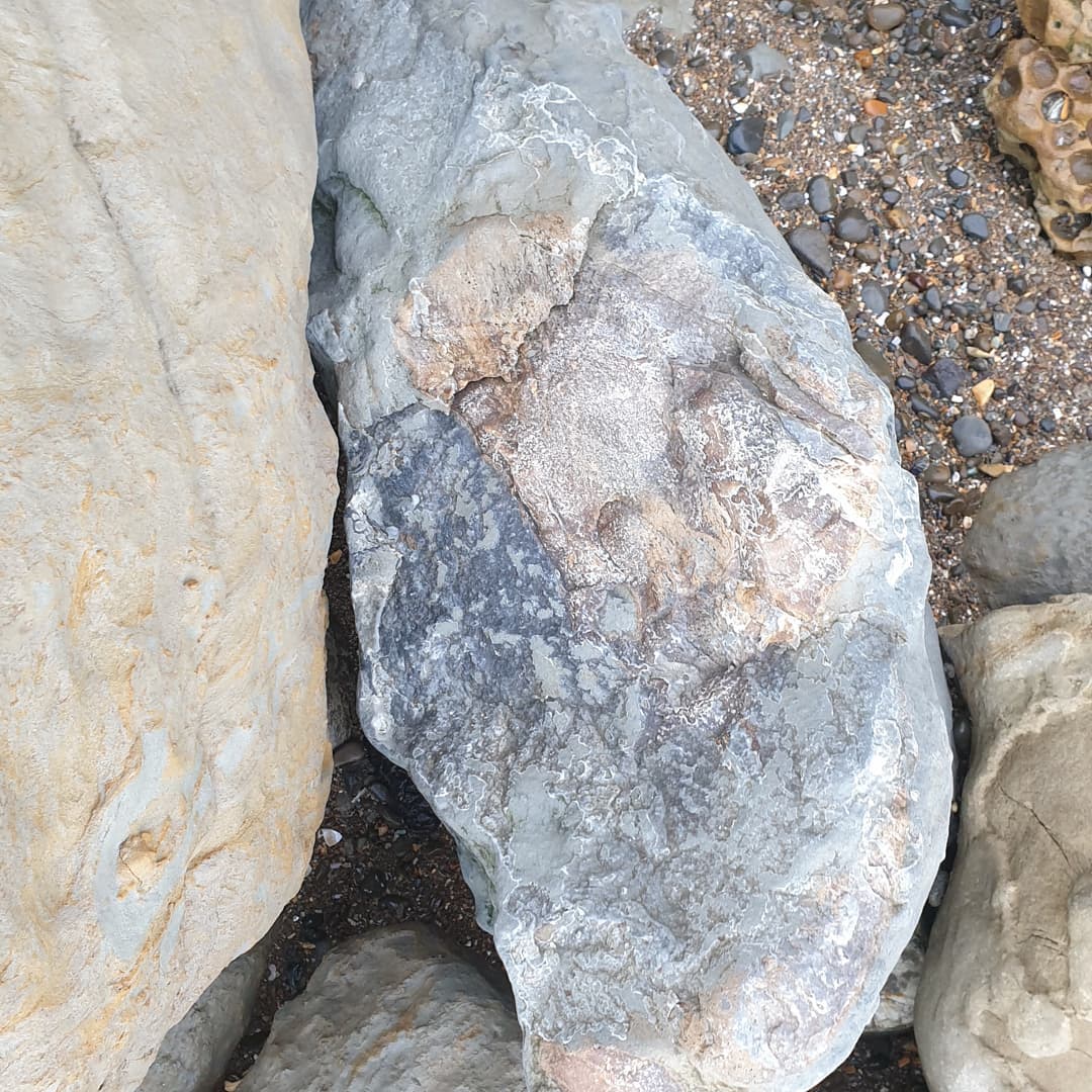 I found another section of what I suspect is part of a cetacean skull. I have another very similar concretion which had a section of squamosal and an earbone in it, hopefully this one does too! Some very dense bone in there for sure. I'm not sure if that is a bit of earbone peeking out in the one photo.

I'll have to go back as there are 3 other pieces of it as well 😆

           