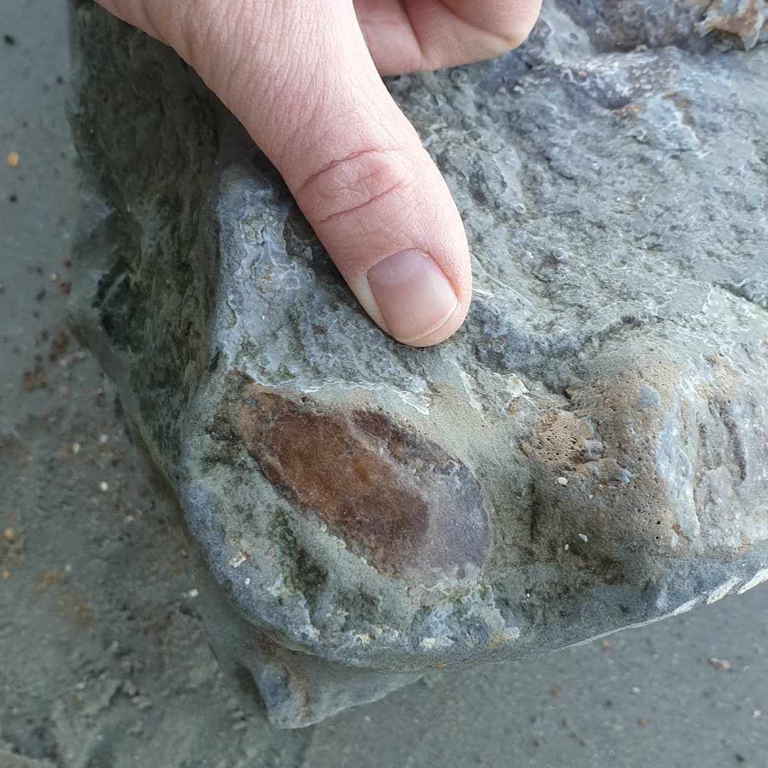 I found another section of what I suspect is part of a cetacean skull. I have another very similar concretion which had a section of squamosal and an earbone in it, hopefully this one does too! Some very dense bone in there for sure. I'm not sure if that is a bit of earbone peeking out in the one photo.

I'll have to go back as there are 3 other pieces of it as well 😆

           
