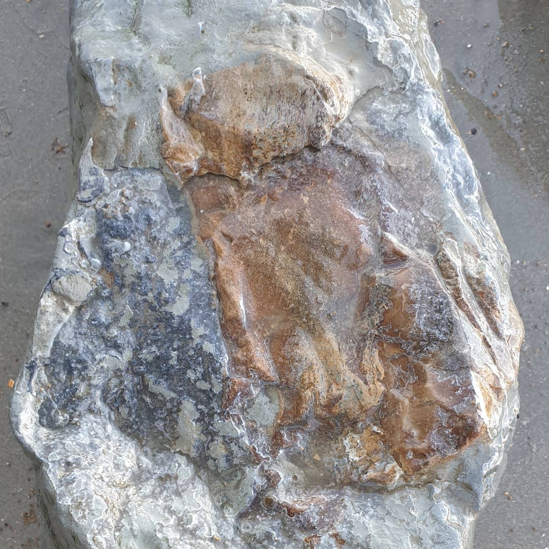 I found another section of what I suspect is part of a cetacean skull. I have another very similar concretion which had a section of squamosal and an earbone in it, hopefully this one does too! Some very dense bone in there for sure. I'm not sure if that is a bit of earbone peeking out in the one photo.

I'll have to go back as there are 3 other pieces of it as well 😆

           
