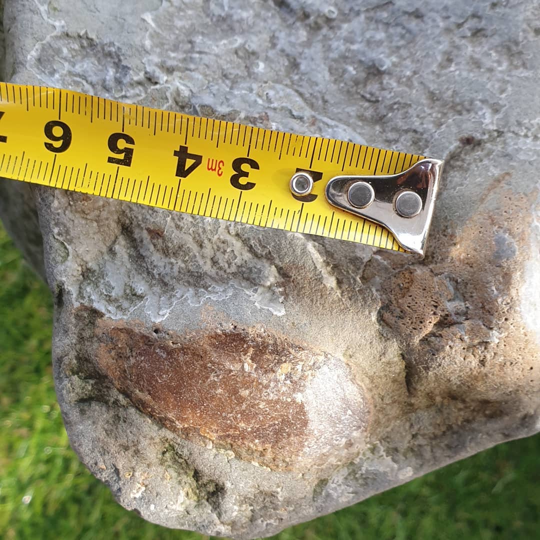 I found another section of what I suspect is part of a cetacean skull. I have another very similar concretion which had a section of squamosal and an earbone in it, hopefully this one does too! Some very dense bone in there for sure. I'm not sure if that is a bit of earbone peeking out in the one photo.

I'll have to go back as there are 3 other pieces of it as well 😆

           