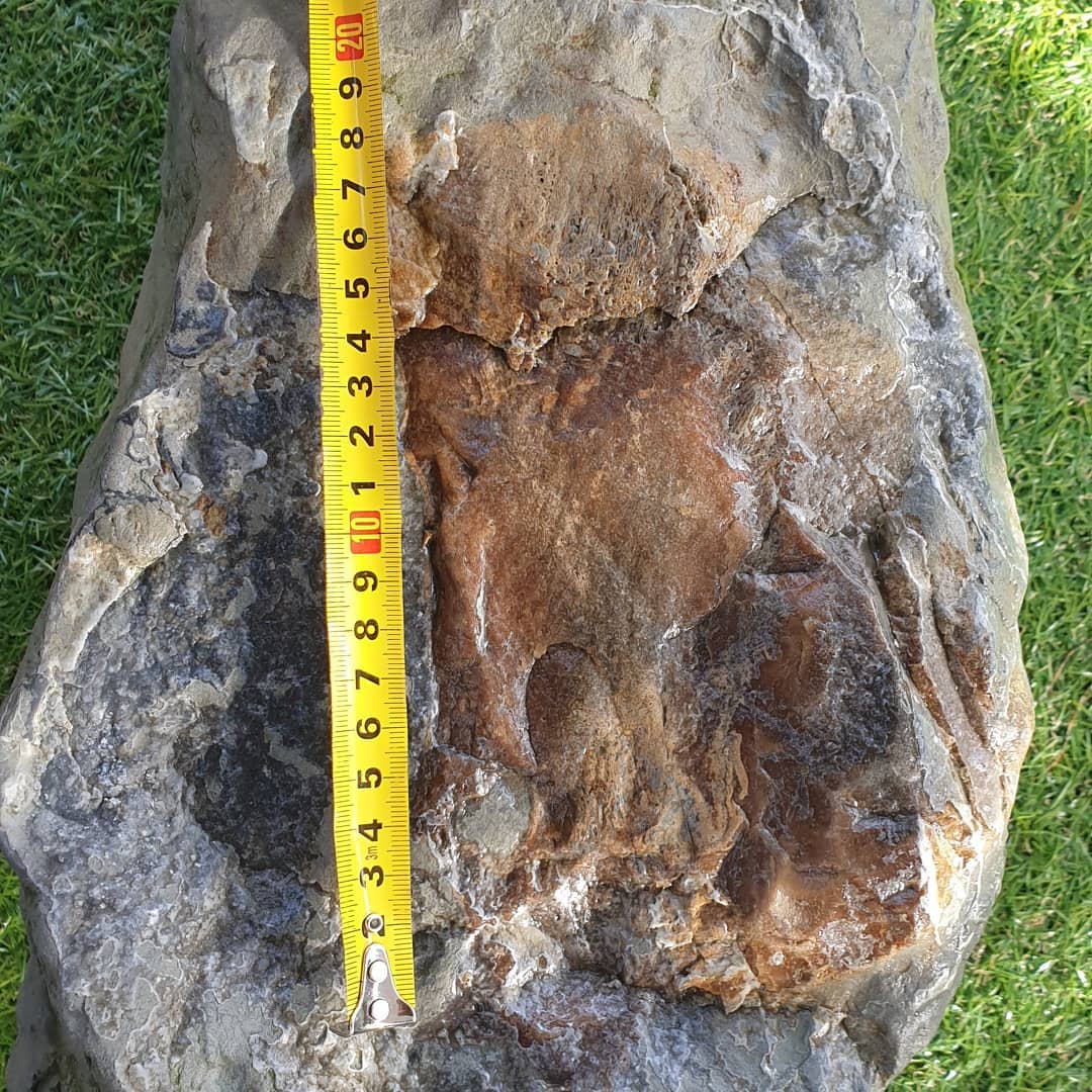 I found another section of what I suspect is part of a cetacean skull. I have another very similar concretion which had a section of squamosal and an earbone in it, hopefully this one does too! Some very dense bone in there for sure. I'm not sure if that is a bit of earbone peeking out in the one photo.

I'll have to go back as there are 3 other pieces of it as well 😆

           