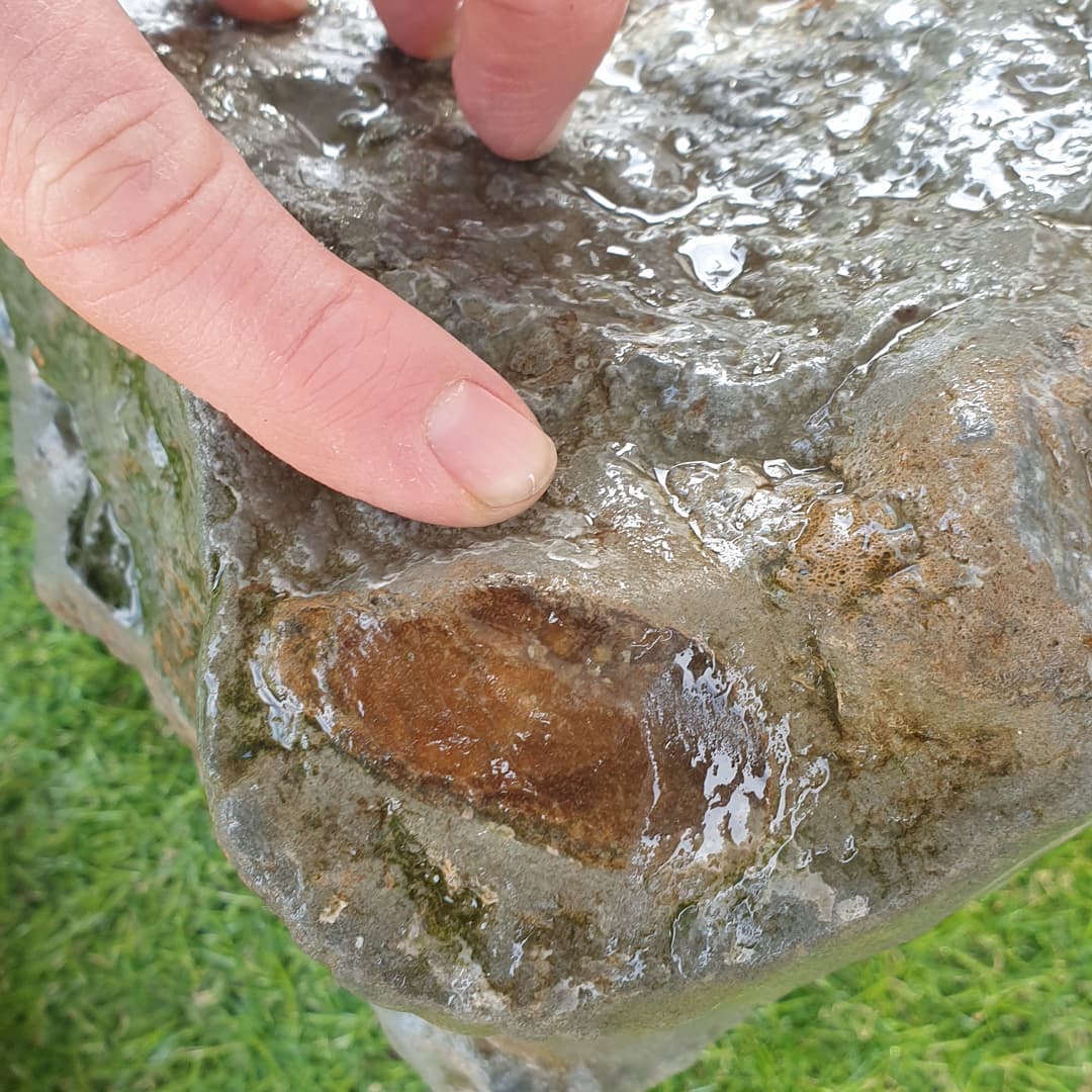 I found another section of what I suspect is part of a cetacean skull. I have another very similar concretion which had a section of squamosal and an earbone in it, hopefully this one does too! Some very dense bone in there for sure. I'm not sure if that is a bit of earbone peeking out in the one photo.

I'll have to go back as there are 3 other pieces of it as well 😆

           