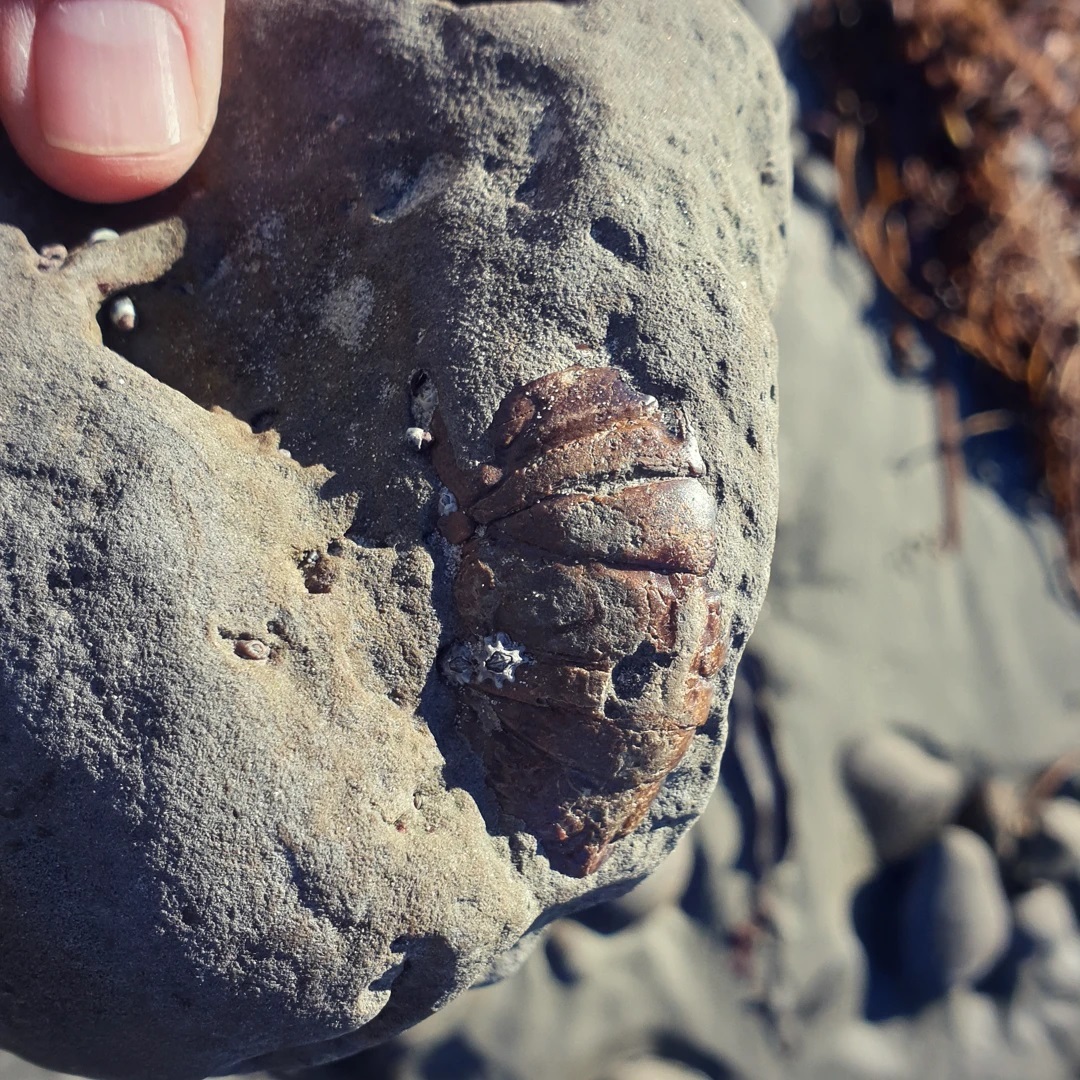 A cool crayfish tail sticking put of a concretion. There's nothing else showing so there should be a very complete crayfish inside there.

             