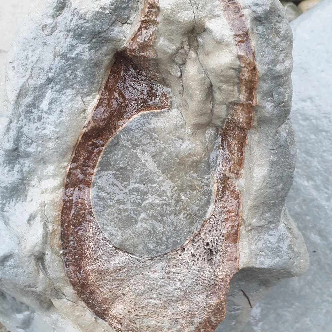 I found this ~30kg bit of whale bone today. Is it a mandible or rostrum? Any ideas? It's really well preserved and might prep quite nicely 😀 Miocene around 8myo  formation.

            
