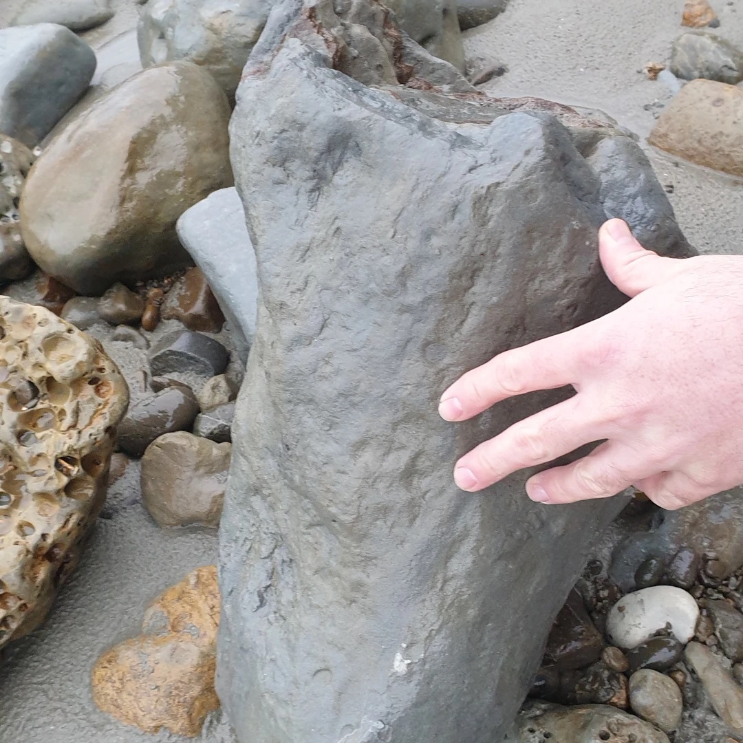 I found this ~30kg bit of whale bone today. Is it a mandible or rostrum? Any ideas? It's really well preserved and might prep quite nicely 😀 Miocene around 8myo  formation.

            