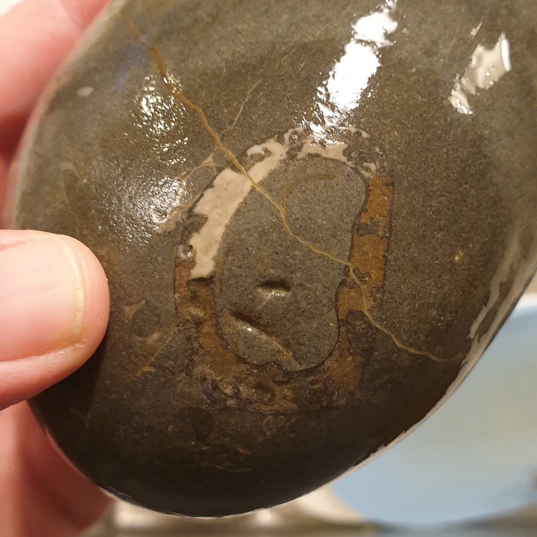 Another mystery fossil from today. The white colour made me think gastropod but maybe it's something more interesting like a tooth. Let me know if you recognize it please 😀

        
