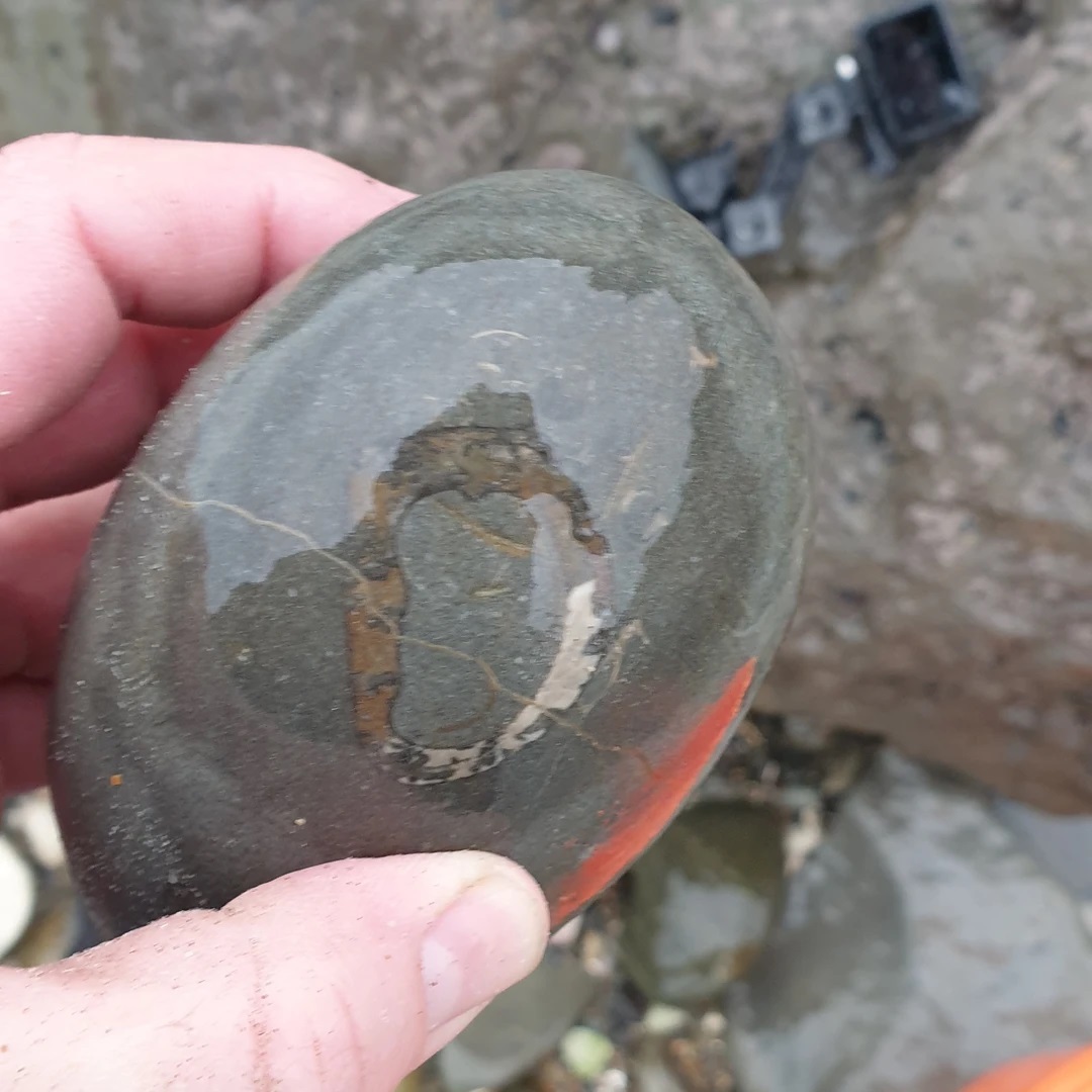 Another mystery fossil from today. The white colour made me think gastropod but maybe it's something more interesting like a tooth. Let me know if you recognize it please 😀

        