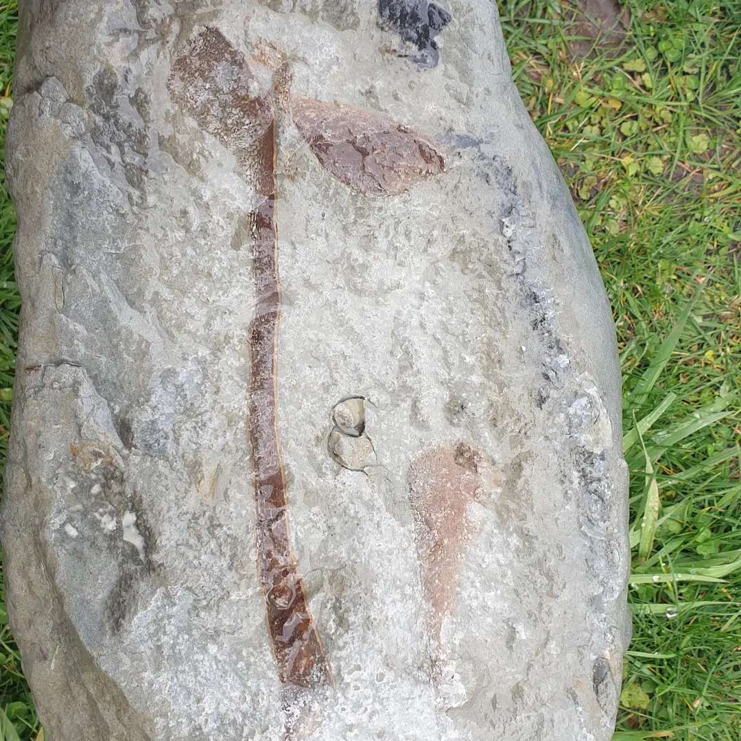 This bit of bone had a layer of what I suspect is calcite over the top of it making it really hard to see any detail. A vinegar bath made quick work of it though! Swipe to see the result.

         