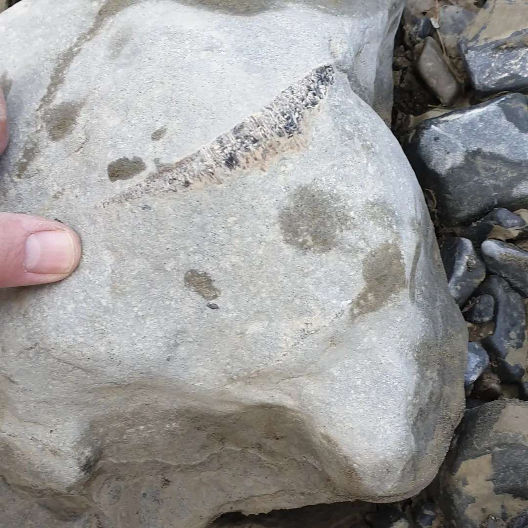 I'm just about done with the prep of the this Cretaceous bone I found a few months ago. I've removed so much rock and used a few different methods, let's see who can guess what type of bone 2as inside 😀