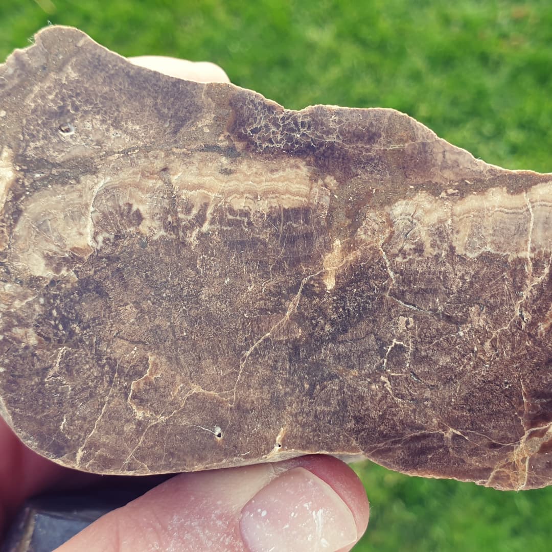 A bit of petrified wood I found recently with some nice growth rings showing. I polished it using some pads I attached to my drill press.

I'm just about done with the video in which I find this bit, it should be up tomorrow 😃

Also, a random agate I found on the same day. Maybe a glacial erratic 🤔