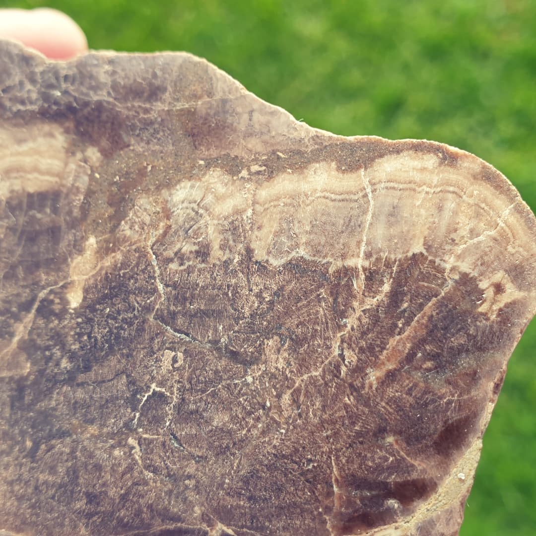 A bit of petrified wood I found recently with some nice growth rings showing. I polished it using some pads I attached to my drill press.

I'm just about done with the video in which I find this bit, it should be up tomorrow 😃

Also, a random agate I found on the same day. Maybe a glacial erratic 🤔