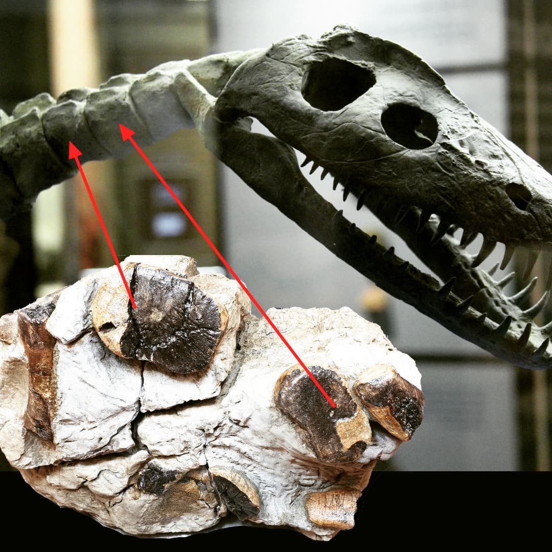 I had a few questions around where the cervical vertebrae would be from in the plesiosaurus bone block I had just prepped. They would have been pretty close to the skull and are missing the neural arches.

I wonder if the other half of the concretion had the skull in 😀

       