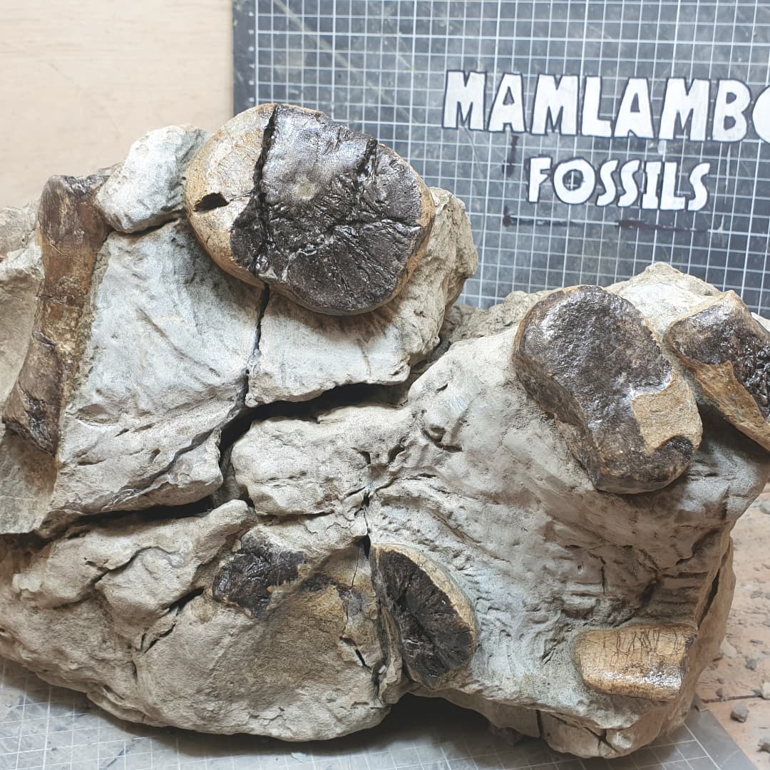 I've just finished prepping this juvenile plesiosaur bone cluster with nine separate bones in it. It took about three weeks of work which was about a week of manual prep and two weeks of acid prep.

It was a very tricky prep as the rock was full of cracks which the acid kept getting into and there was a trace fossil on the back I wanted to keep.

Its from the aristonectinae family of elasmosaurs and probably the third or fourth example from New Zealand.

Full prep video is on my YouTube channel, link in my bio.

            