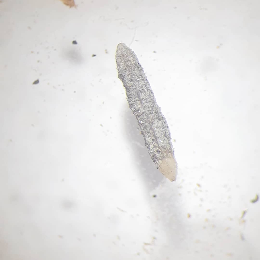 Im trying a new method to get some microfossils ready for a closer inspection. It was a real pain to get hold of some hydrogen peroxide as there seems to be a shortage of it at the moment. The peroxide is hopefully going to remove the bit of calcite and siltstone still covering the forams.

I'll do a video of the process for anyone interested in the process.

Swipe to see an example of one of the forams, its about 1mm long.

         