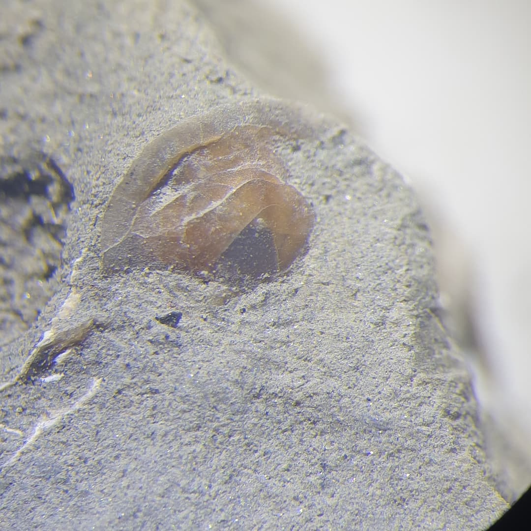 Microfossil Monday! Some suspected forams I am working with at the moment. These are some mid-Miocene ones from New Zealand still in the siltstone.

By the way, does anyone know where you can get those microfossil slides in New Zealand? The ones with the tiny compartments.

        