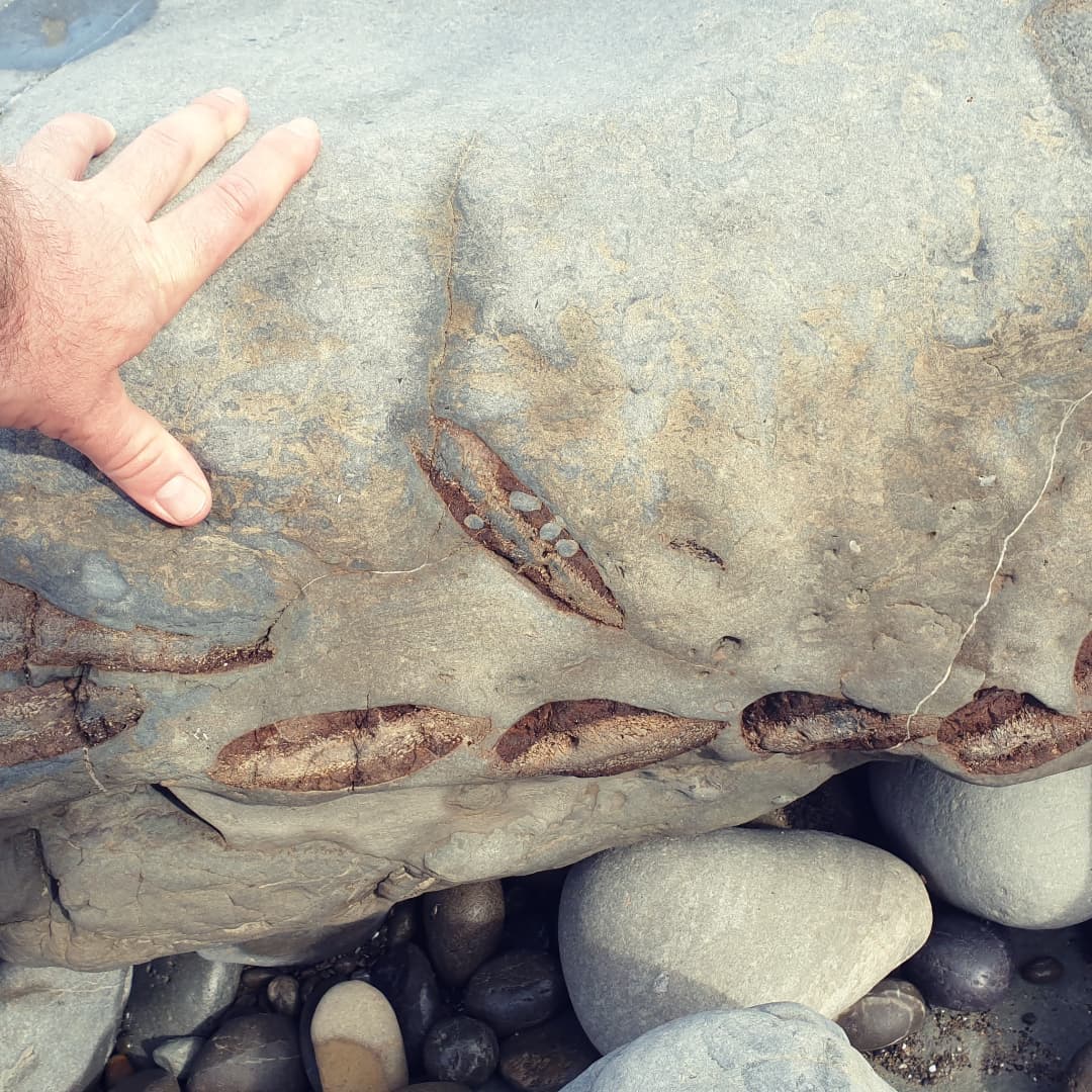 A find from my latest  video, a huuuuge block of what I'm guessing is some fossil whale bones. It looks like the cross section through some big ribs! If only it wasn't 5km from the nearest road and didn't weigh a few tons.

I couldn't see anything skull looking in it so maybe nothing very diagnostic in there 🤔

Check my bio out for the link to my YouTube channel if you want to check the video out.

          