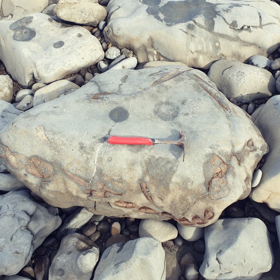 A find from my latest  video, a huuuuge block of what I'm guessing is some fossil whale bones. It looks like the cross section through some big ribs! If only it wasn't 5km from the nearest road and didn't weigh a few tons.

I couldn't see anything skull looking in it so maybe nothing very diagnostic in there 🤔

Check my bio out for the link to my YouTube channel if you want to check the video out.

          