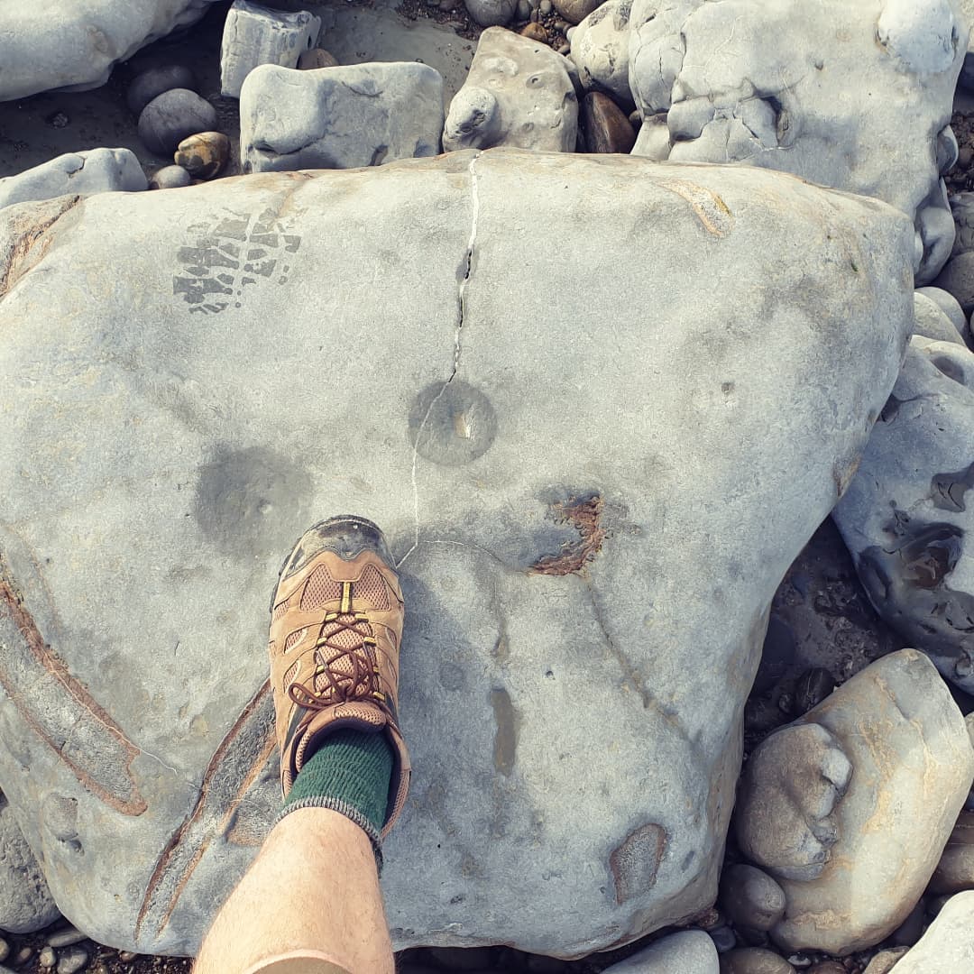 A find from my latest  video, a huuuuge block of what I'm guessing is some fossil whale bones. It looks like the cross section through some big ribs! If only it wasn't 5km from the nearest road and didn't weigh a few tons.

I couldn't see anything skull looking in it so maybe nothing very diagnostic in there 🤔

Check my bio out for the link to my YouTube channel if you want to check the video out.

          