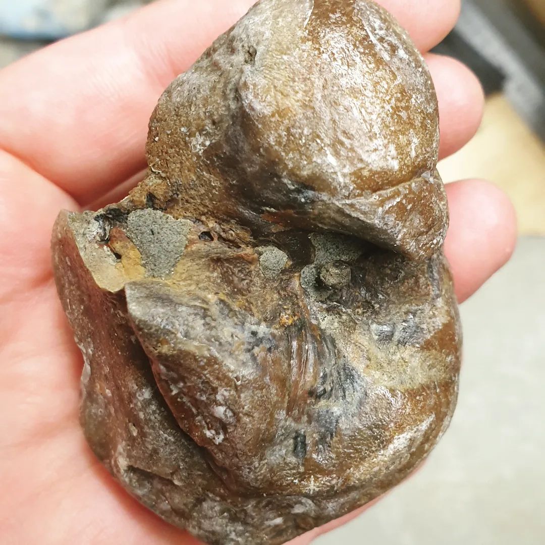Not much left to prep in this whale ear bone!       