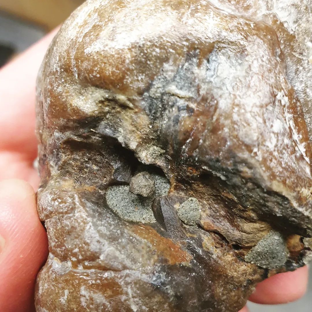Not much left to prep in this whale ear bone!       