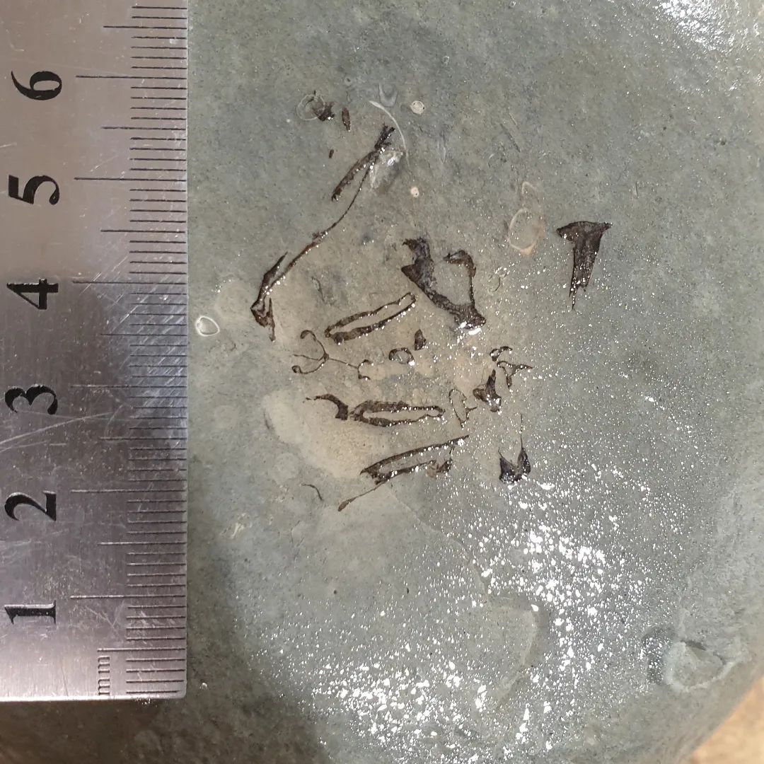 I've got a bit of a mystery fossil here and hoping someone recognizes it 🤞 It's a Miocene fossil from New Zealand on a siltstone concretion.

       