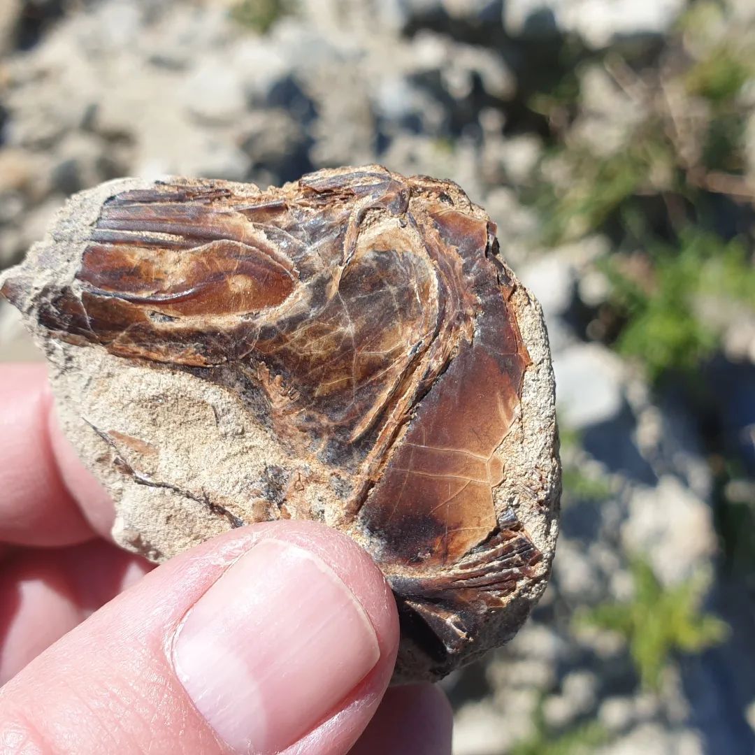 I found this mystery fossil, I'm thinking fish 🤔 does anyone have a better ID on it? Unsure of the age of the area but probably Miocene and definitely a ocean deposit.

       