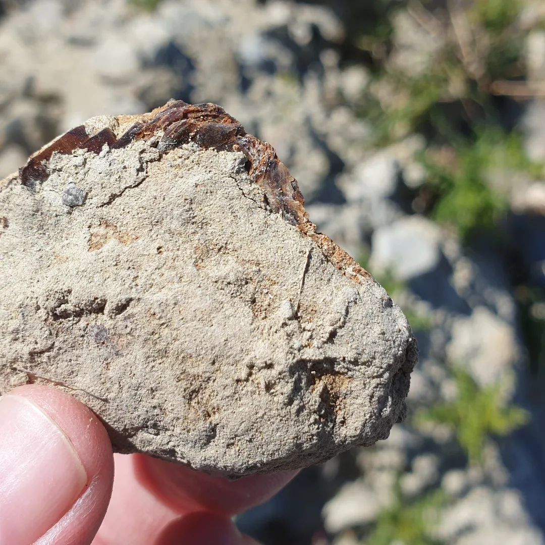 I found this mystery fossil, I'm thinking fish 🤔 does anyone have a better ID on it? Unsure of the age of the area but probably Miocene and definitely a ocean deposit.

       