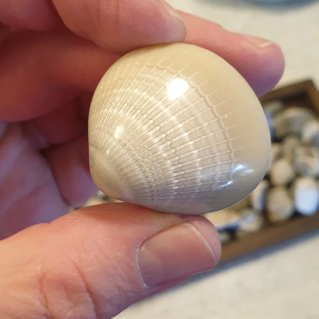 I am blown away by this package I got from a viewer, a 3D printed crab, polished shell, painted scene and a variety of other fossil shells in a handmade wooden tray!!! Thanks so much Stuart, Di, and Caroline. You went to such a huge amount of effort to put this together, I've been smiling all day!! 

I've always wanted to be able to share my fossils with everyone and seeing how realistic this fossil crab replica is, it's totally possible!!!

The painted scene is on the back of a conglomerate of fossil shells as well!!

       