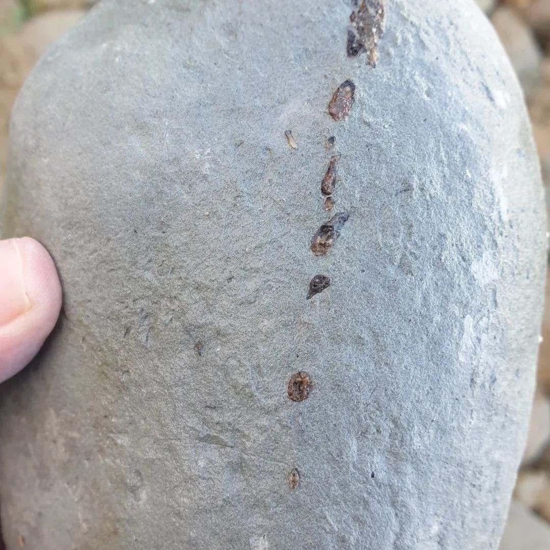It's time for my favourite game... fish, bird, or neither! I found this Miocene concretion today with a row of boney looking things sticking out, and a bonus little rostral tooth. Let me know what you think!        