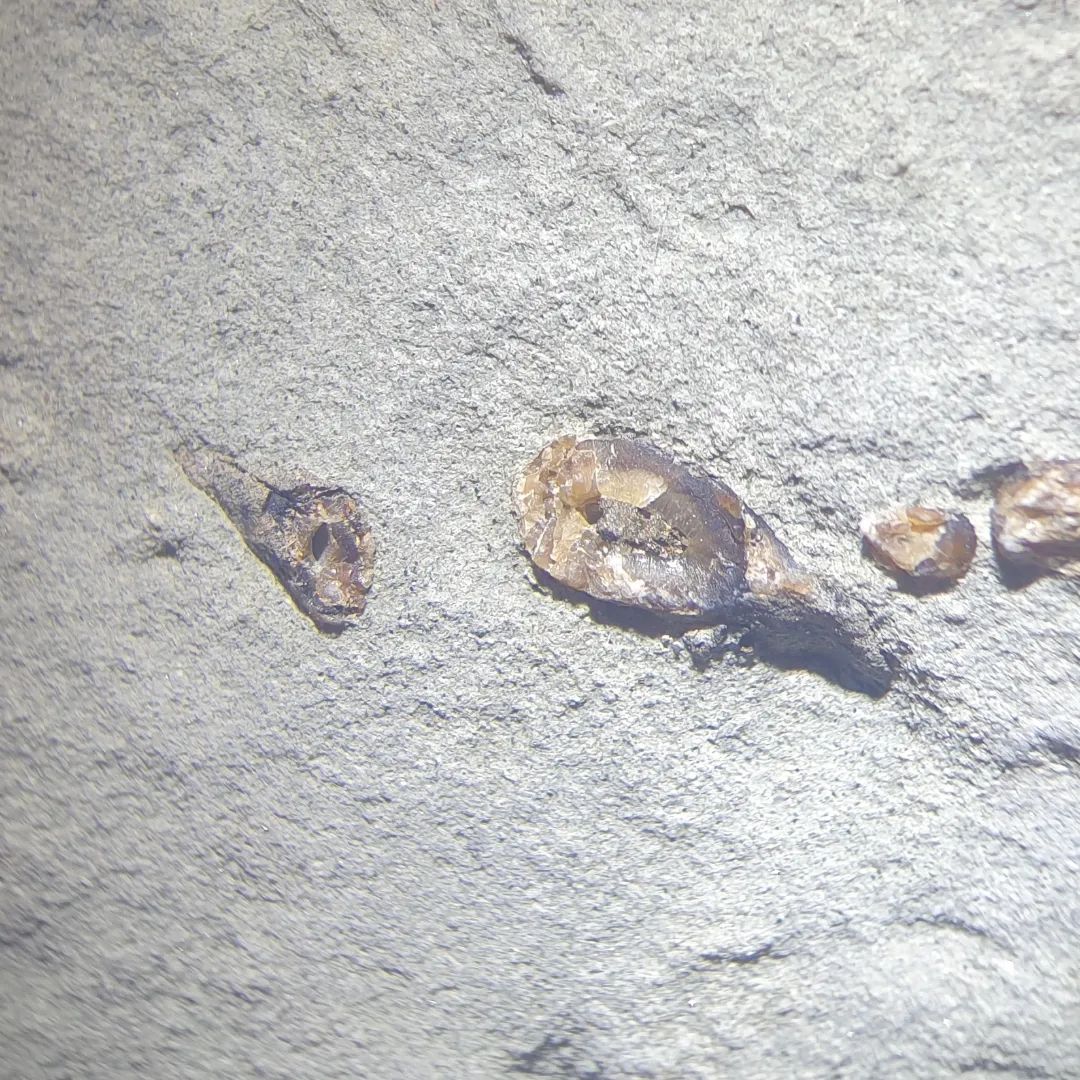 It's time for my favourite game... fish, bird, or neither! I found this Miocene concretion today with a row of boney looking things sticking out, and a bonus little rostral tooth. Let me know what you think!        