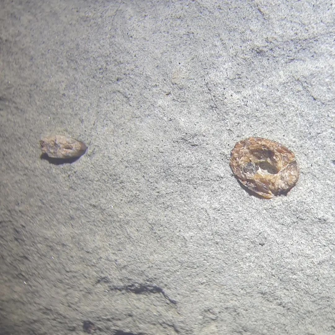 It's time for my favourite game... fish, bird, or neither! I found this Miocene concretion today with a row of boney looking things sticking out, and a bonus little rostral tooth. Let me know what you think!        