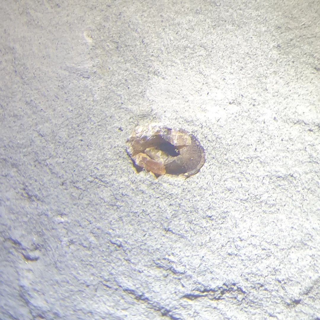 It's time for my favourite game... fish, bird, or neither! I found this Miocene concretion today with a row of boney looking things sticking out, and a bonus little rostral tooth. Let me know what you think!        