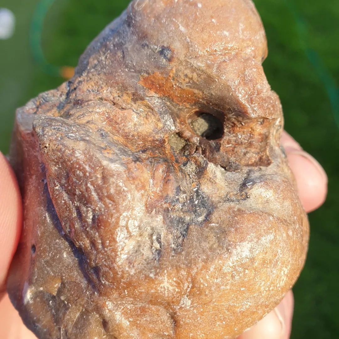 This whale ear bone (bulla) is prepping really nicely. One of the tubes even connects through to the other side. It's way more intricate than I thought!

It probably has another week to go.

      