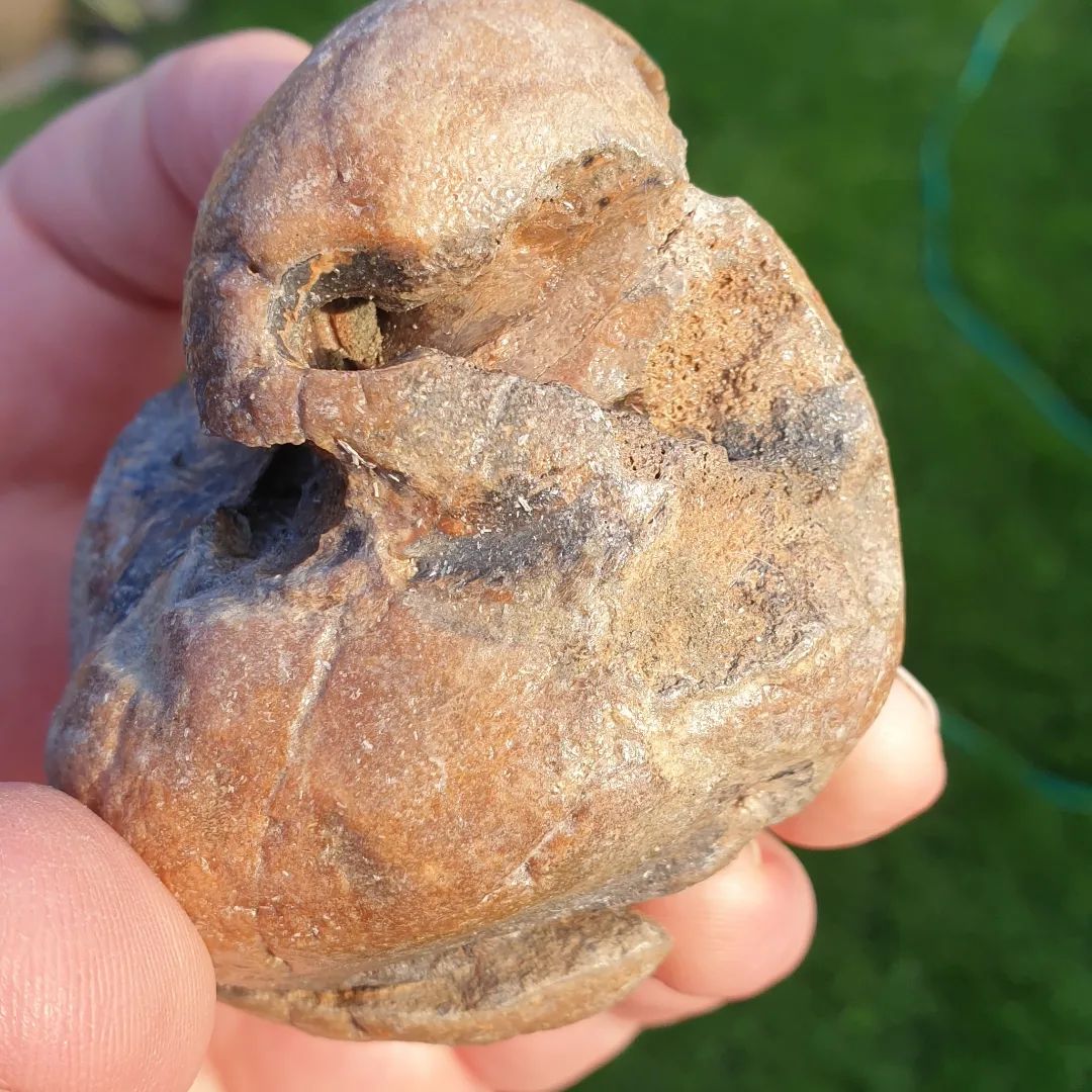 This whale ear bone (bulla) is prepping really nicely. One of the tubes even connects through to the other side. It's way more intricate than I thought!

It probably has another week to go.

      