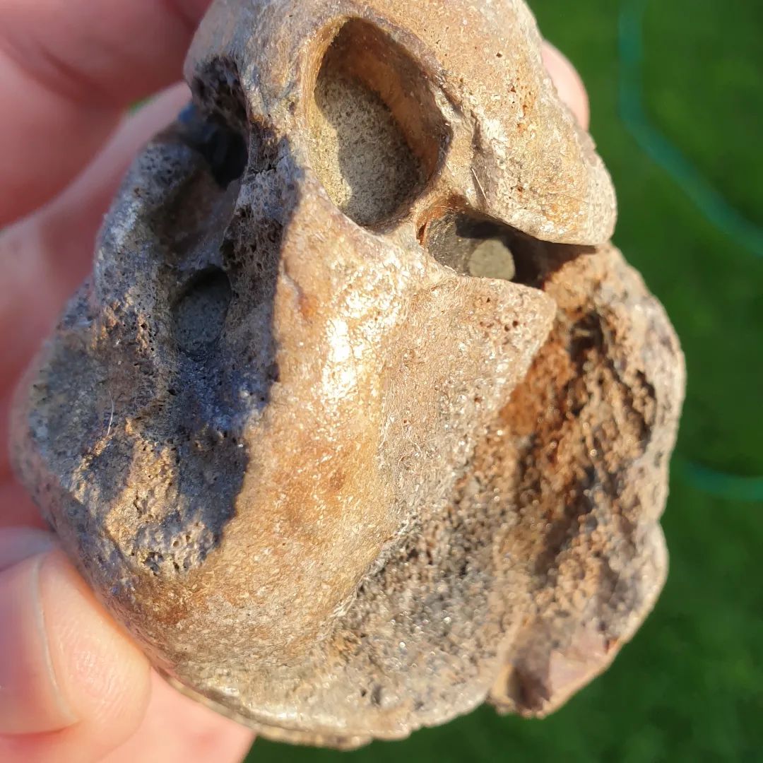 This whale ear bone (bulla) is prepping really nicely. One of the tubes even connects through to the other side. It's way more intricate than I thought!

It probably has another week to go.

      