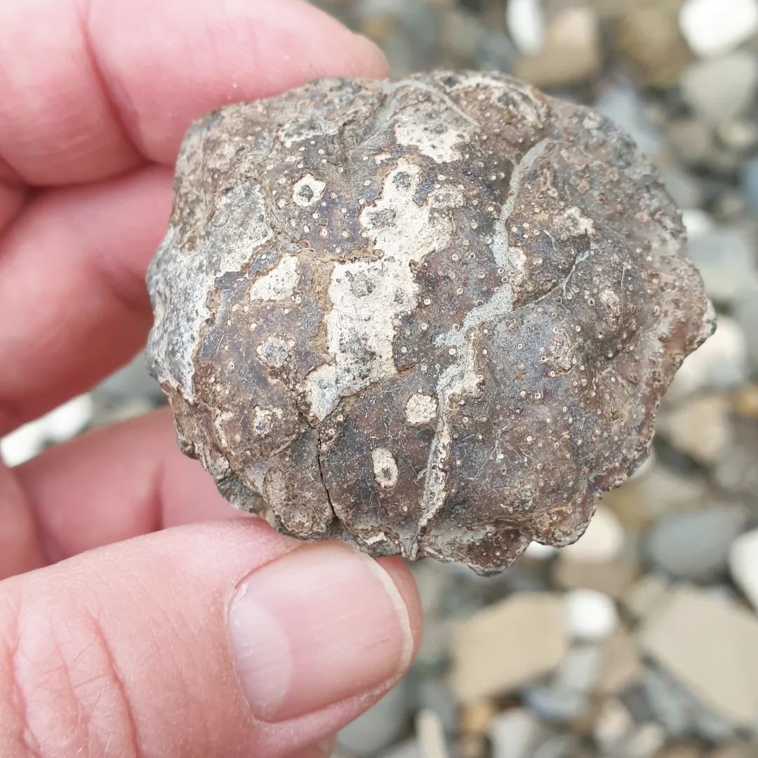 My only fossil I found during a 4 hour hunt, a tiny crab carapace. Looks to be a Trichopeltarion greggi missing it's legs and claws.      