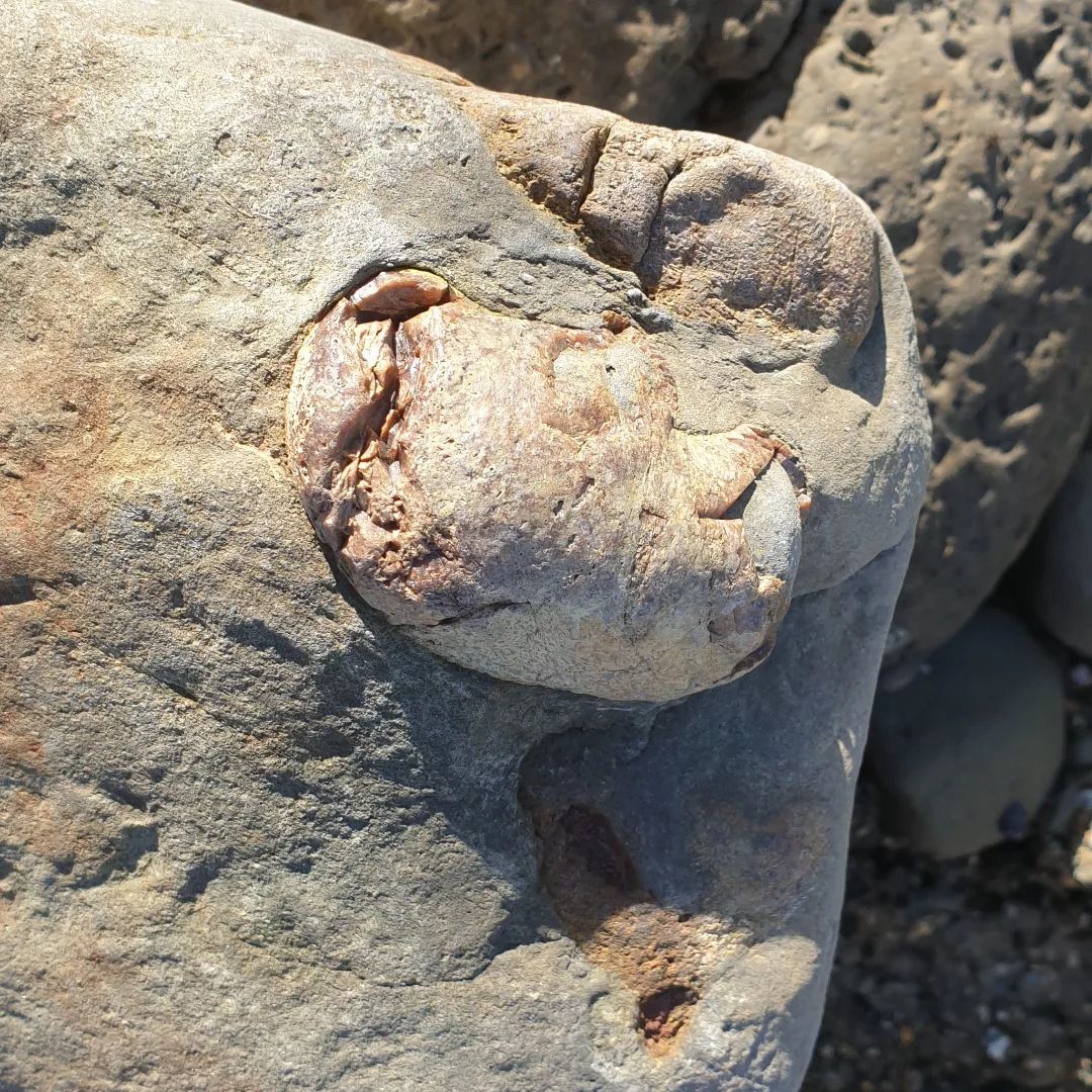 I met Roland on the beach today, a while later he called me over to show me a piece of bone he found. I was pretty sure it was a whale ear bone. He kindly let me take it home so I can prep it. 

        