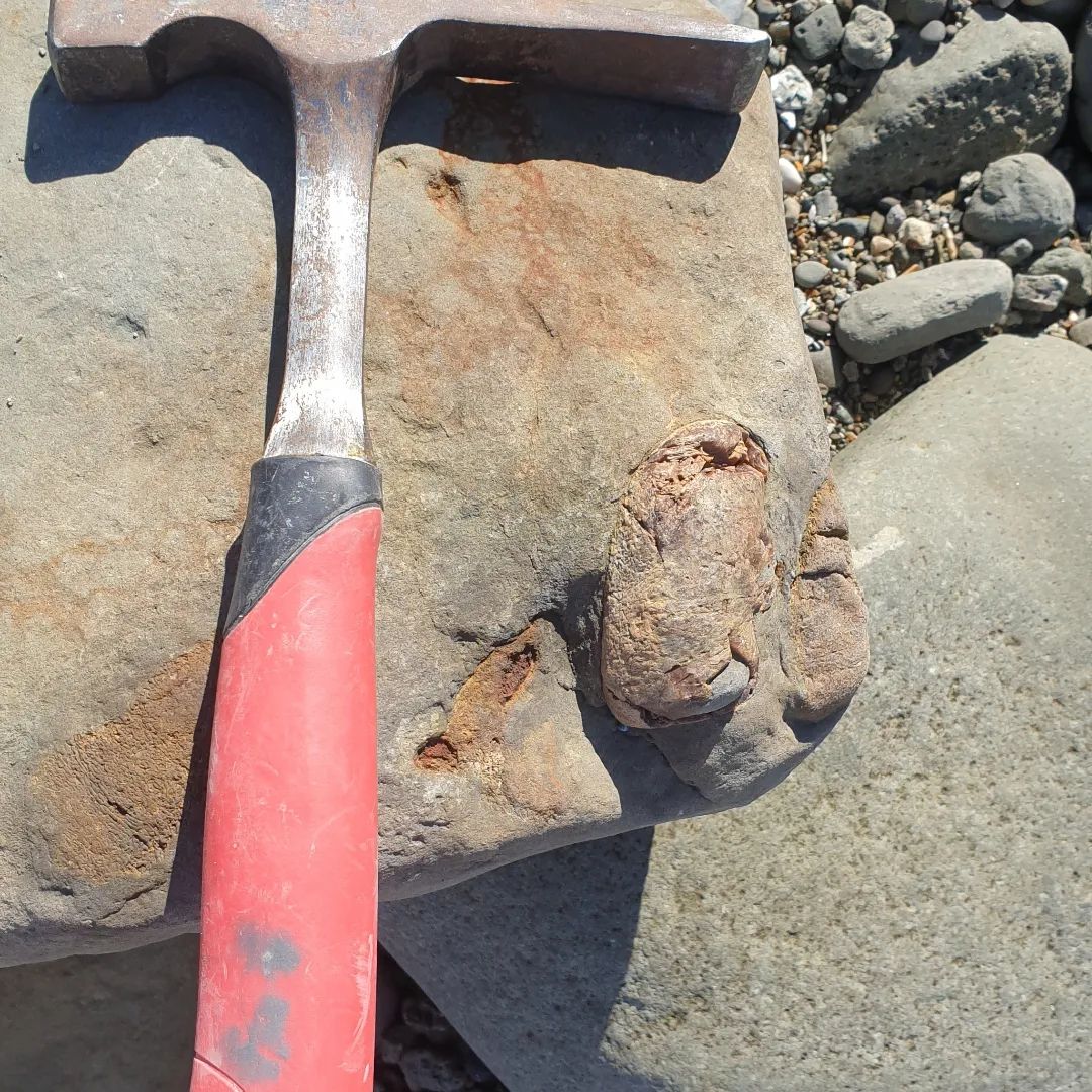 I met Roland on the beach today, a while later he called me over to show me a piece of bone he found. I was pretty sure it was a whale ear bone. He kindly let me take it home so I can prep it. 

        
