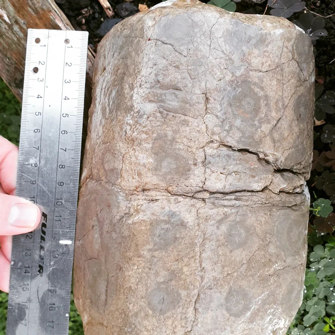 I found this mystery rock in a mountain stream about two years ago. I haven't been able to ID it yet, does it look familiar to any one? Maybe some type of palm or fern fossil?

        