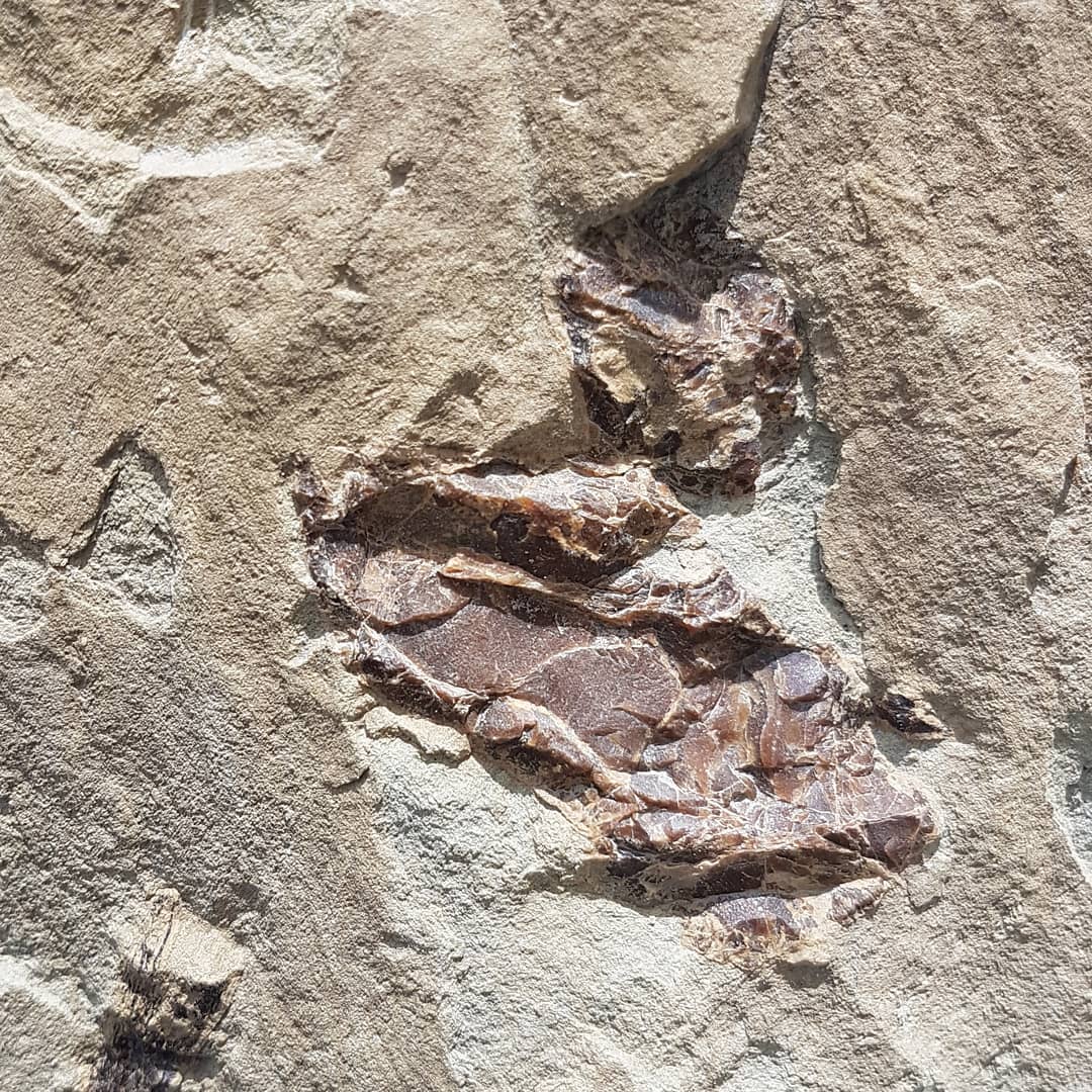 First big fossil of 2021 😀 its only 10km from the closest road 😂 looks to be a big vertebra and some ear bones in this page block. Guessing some kind of whale given the size of that vert. Happy 2021 everyone! Hope it brings some great fossils!

        