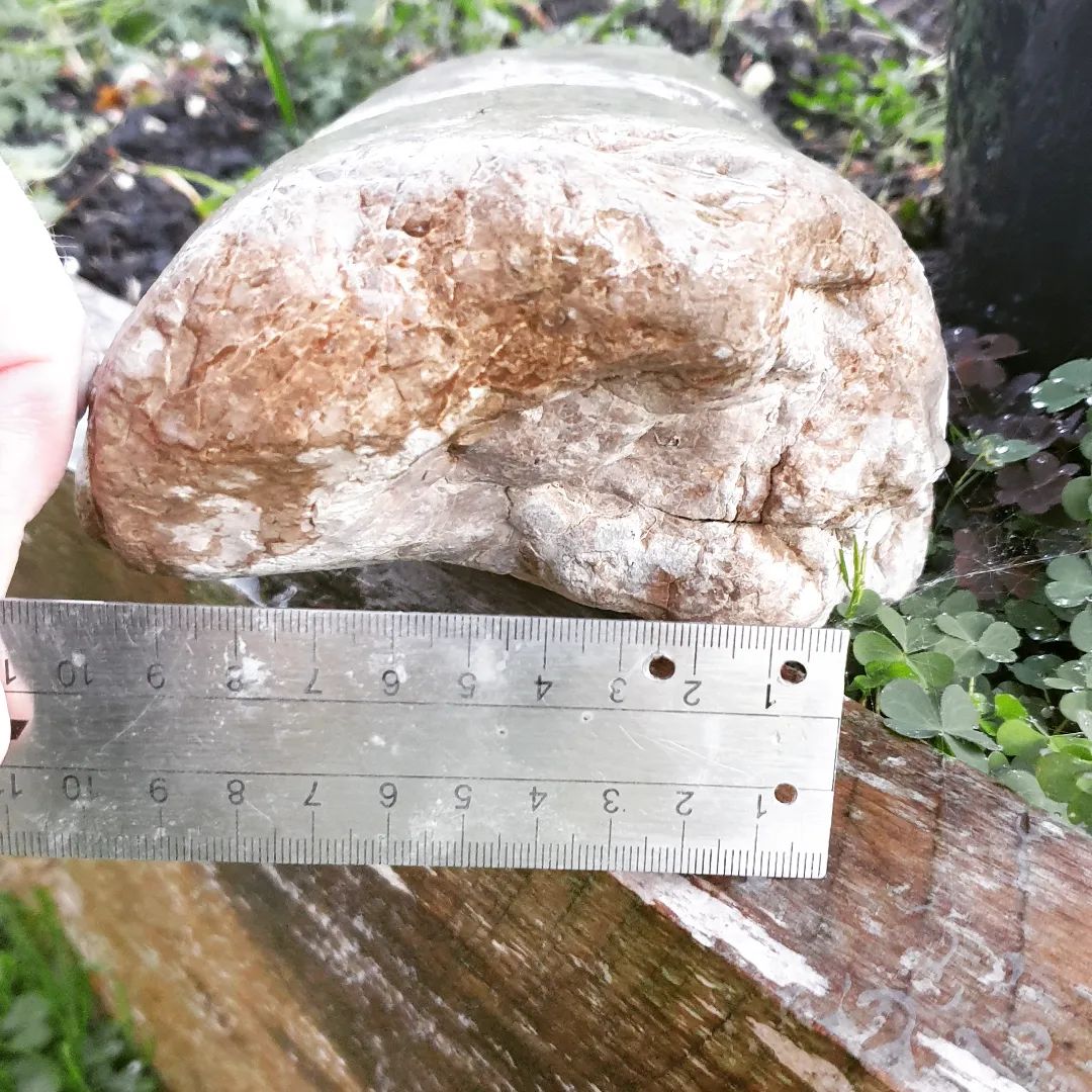 I found this mystery rock in a mountain stream about two years ago. I haven't been able to ID it yet, does it look familiar to any one? Maybe some type of palm or fern fossil?

        