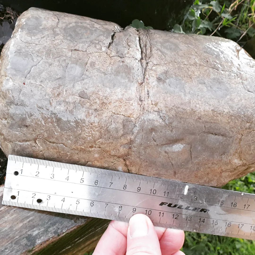 I found this mystery rock in a mountain stream about two years ago. I haven't been able to ID it yet, does it look familiar to any one? Maybe some type of palm or fern fossil?

        
