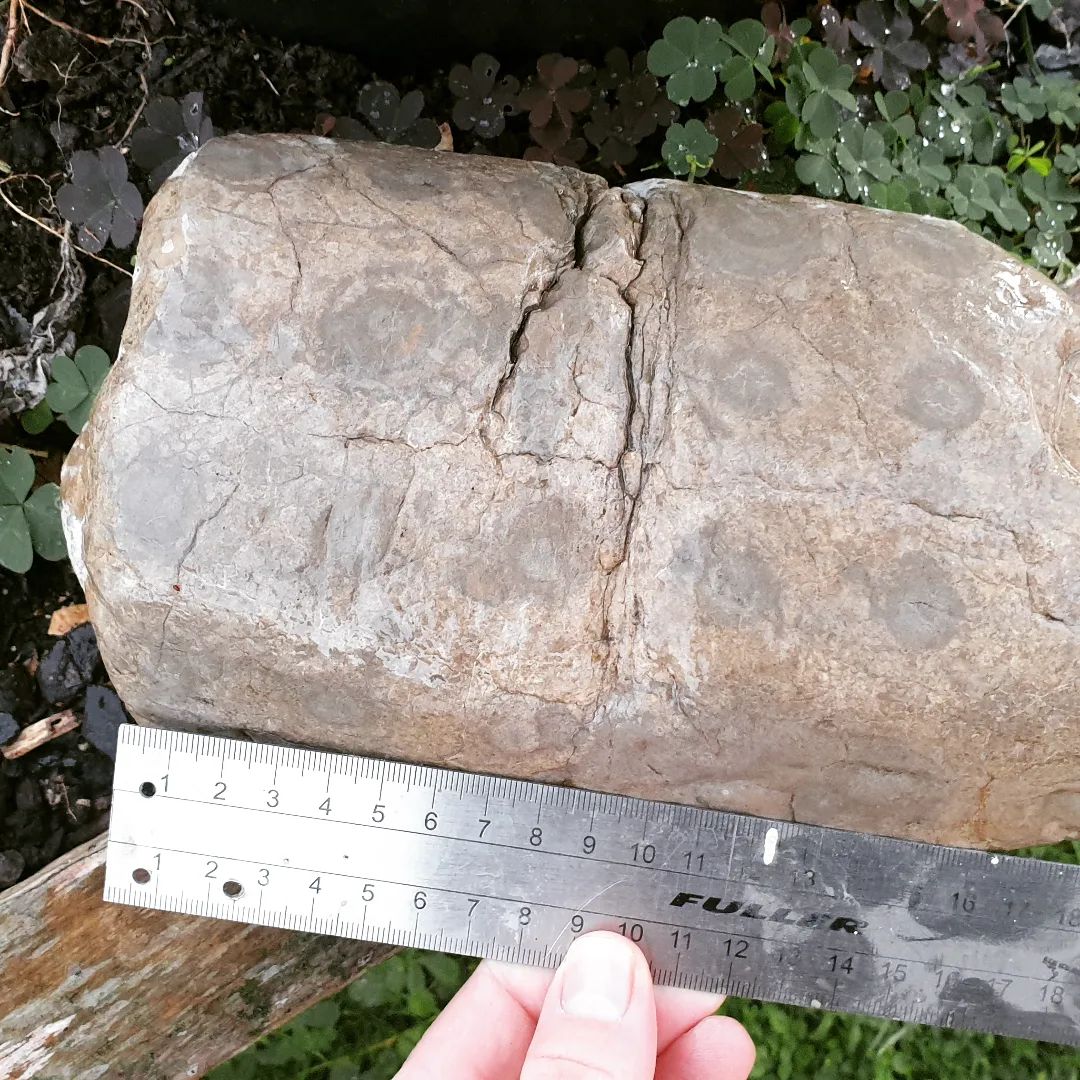 I found this mystery rock in a mountain stream about two years ago. I haven't been able to ID it yet, does it look familiar to any one? Maybe some type of palm or fern fossil?

        