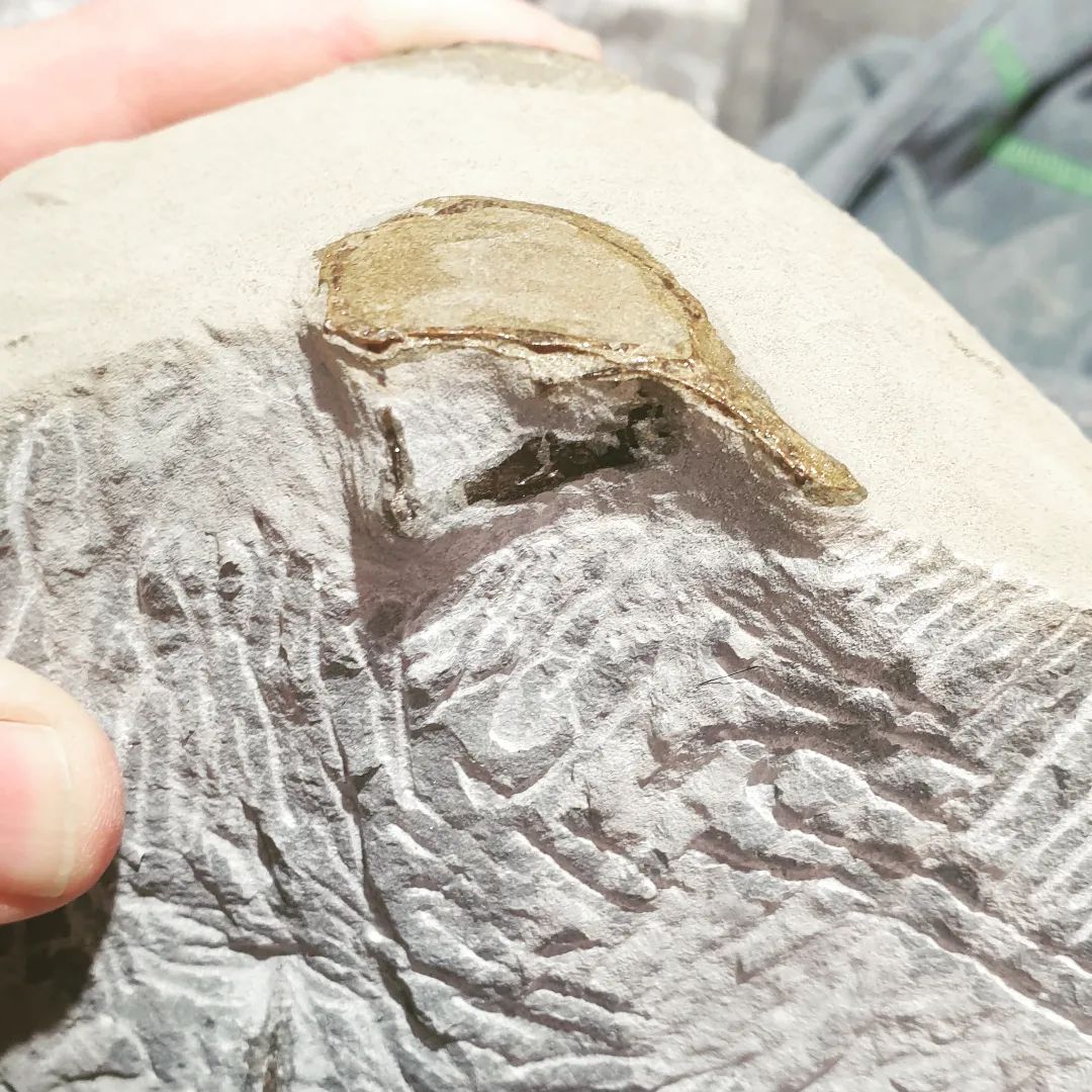 I've been prepping this maybe penguin, and this bit of bone is definitely looking skully 😀 I'm using the air scribe for bulk rock removal then using acid to remove the last bit of bone.      
